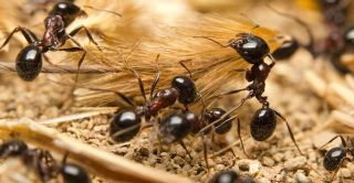 Myrerbekæmpelse