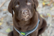 parker g r med hunde k benhavn Hundestranden